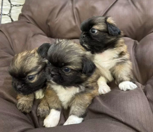 pekingese-puppy-for-sale-in-detroit-mi-big-3