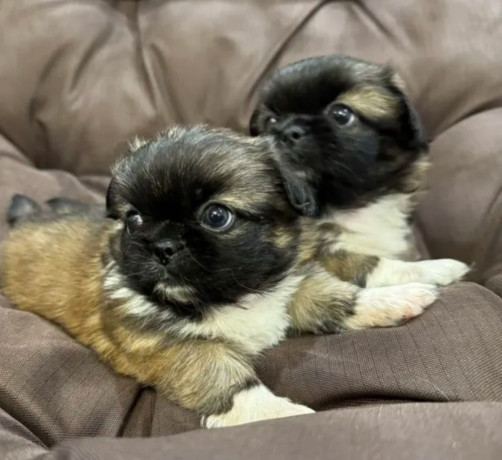 pekingese-puppy-for-sale-in-detroit-mi-big-4