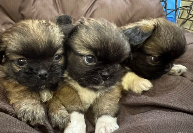 pekingese-puppy-for-sale-in-detroit-mi-big-0