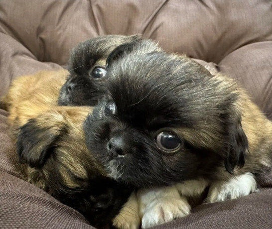 pekingese-puppy-for-sale-in-detroit-mi-big-2