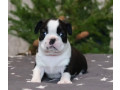 boston-terrier-puppy-for-sale-in-brooklyn-ny-small-2