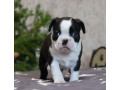 boston-terrier-puppy-for-sale-in-brooklyn-ny-small-0