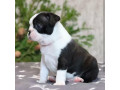 boston-terrier-puppy-for-sale-in-brooklyn-ny-small-1