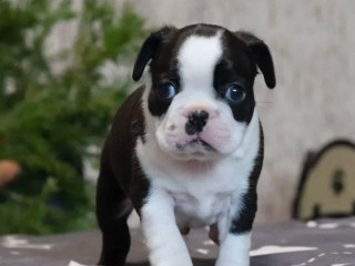 Boston Terrier Puppy for Sale in Brooklyn, NY