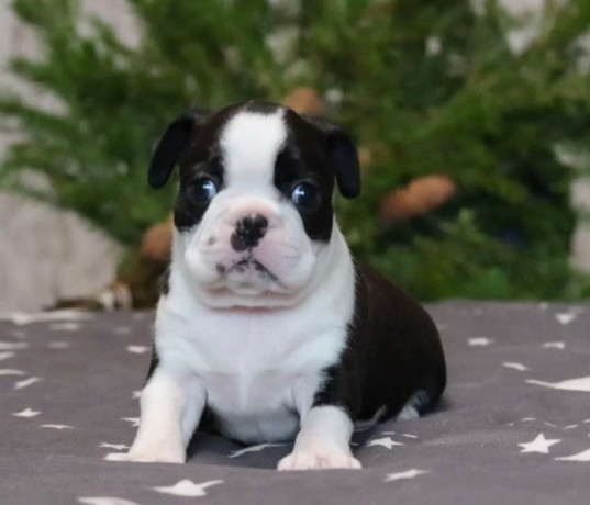 boston-terrier-puppy-for-sale-in-brooklyn-ny-big-2