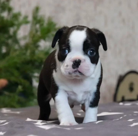 boston-terrier-puppy-for-sale-in-brooklyn-ny-big-0