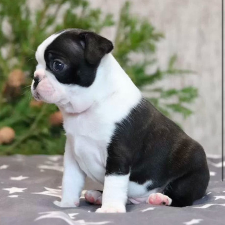 boston-terrier-puppy-for-sale-in-brooklyn-ny-big-1