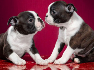 Male and Female Boston Terrier Puppies for Sale