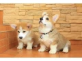 pembroke-corgi-puppies-small-3