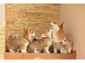 pembroke-corgi-puppies-small-0