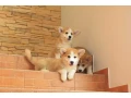 pembroke-corgi-puppies-small-2