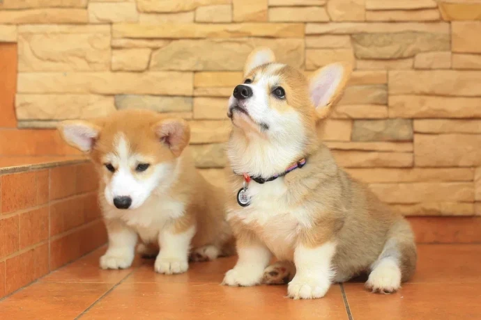 pembroke-corgi-puppies-big-3