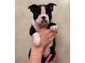 boston-terrier-puppy-for-sale-in-california-small-2