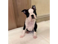 boston-terrier-puppy-for-sale-in-california-small-3