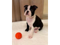 boston-terrier-puppy-for-sale-in-california-small-4