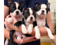 boston-terrier-puppy-for-sale-in-california-small-0