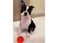 boston-terrier-puppy-for-sale-in-california-small-1