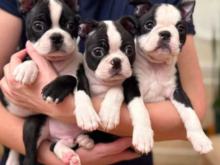 Boston Terrier Puppy for Sale in California