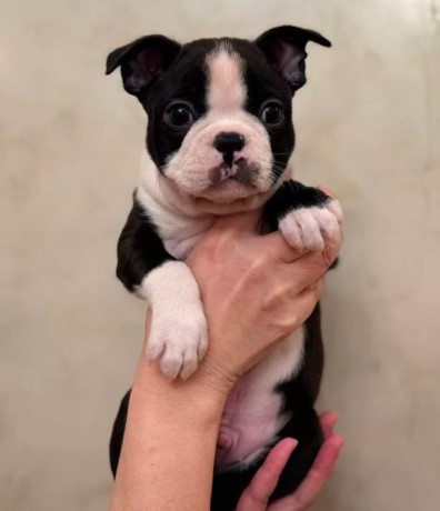 boston-terrier-puppy-for-sale-in-california-big-2