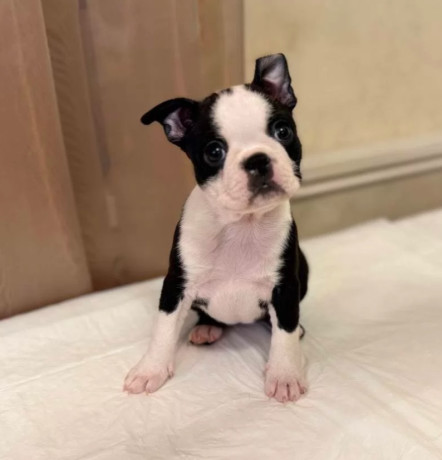 boston-terrier-puppy-for-sale-in-california-big-3