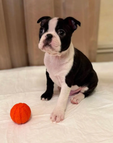 boston-terrier-puppy-for-sale-in-california-big-4