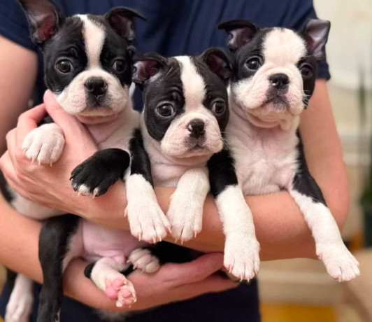 boston-terrier-puppy-for-sale-in-california-big-0