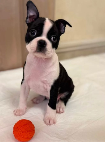 boston-terrier-puppy-for-sale-in-california-big-1