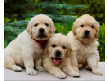 golden-retriever-puppies-for-sale-in-sidney-mt-small-1