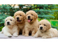 golden-retriever-puppies-for-sale-in-sidney-mt-small-0