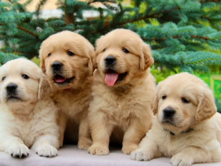 Golden Retriever Puppies for Sale in Sidney, MT