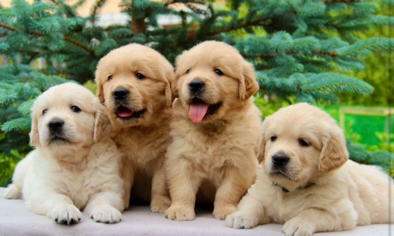 golden-retriever-puppies-for-sale-in-sidney-mt-big-0