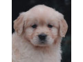 female-golden-retriever-puppies-for-sale-in-dayton-oh-small-1