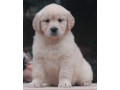 female-golden-retriever-puppies-for-sale-in-dayton-oh-small-2