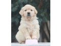 female-golden-retriever-puppies-for-sale-in-dayton-oh-small-5