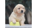 female-golden-retriever-puppies-for-sale-in-dayton-oh-small-3