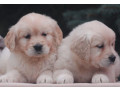 female-golden-retriever-puppies-for-sale-in-dayton-oh-small-4