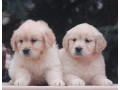 female-golden-retriever-puppies-for-sale-in-dayton-oh-small-0