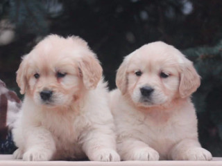 Female Golden Retriever Puppies for Sale in Dayton, OH