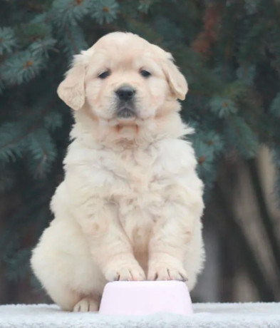 female-golden-retriever-puppies-for-sale-in-dayton-oh-big-5