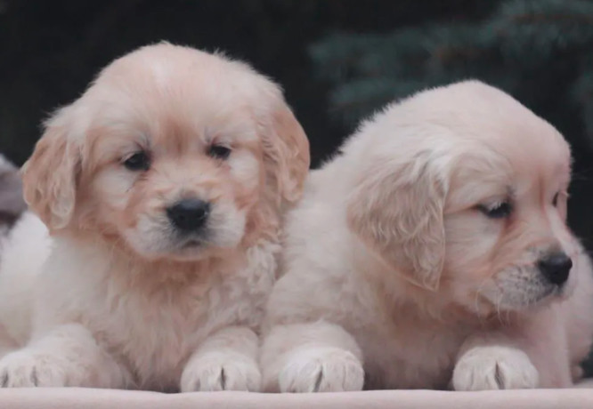 female-golden-retriever-puppies-for-sale-in-dayton-oh-big-4