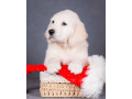 male-golden-retriever-puppy-for-sale-small-0