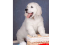 male-golden-retriever-puppy-for-sale-small-1