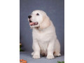 male-golden-retriever-puppy-for-sale-small-4