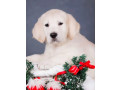 male-golden-retriever-puppy-for-sale-small-3