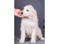 male-golden-retriever-puppy-for-sale-small-2