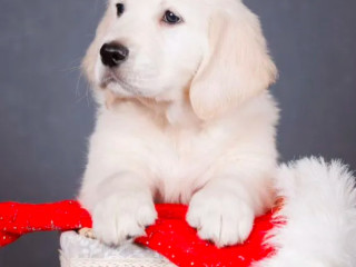 Male Golden Retriever Puppy for Sale