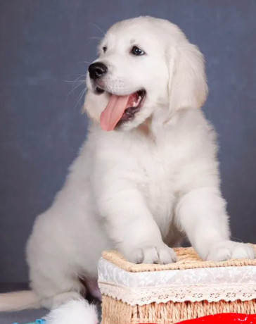 male-golden-retriever-puppy-for-sale-big-1