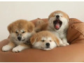 akita-puppies-for-sale-in-houston-tx-small-4