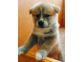 akita-puppies-for-sale-in-houston-tx-small-7