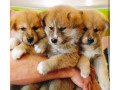 akita-puppies-for-sale-in-houston-tx-small-6